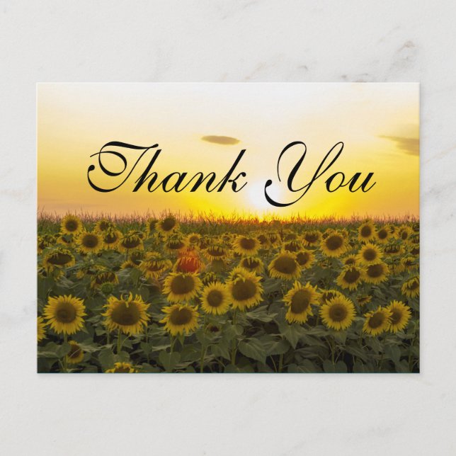 Postale Carte de remerciements de tournesols (Devant)
