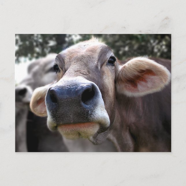 Postale Carte de vœux Bessy dit bonjour (Devant)
