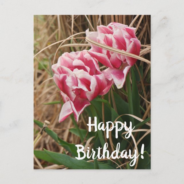 Postale Carte de vœux d'anniversaire aux tulipes blanches  (Devant)