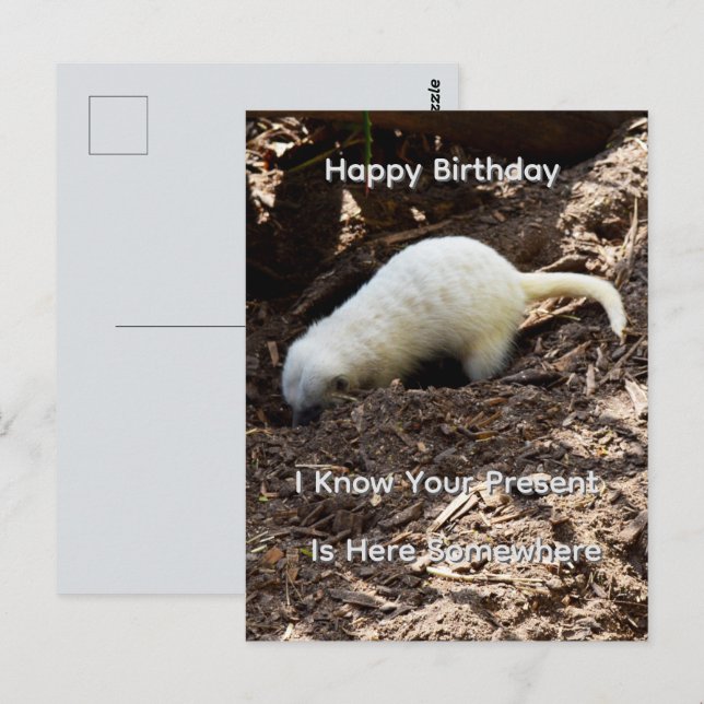 Postale Carte de vœux d'anniversaire avec suricate blanc b (Devant / Derrière)