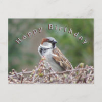 Carte de vœux d'anniversaire avec un moineau migno