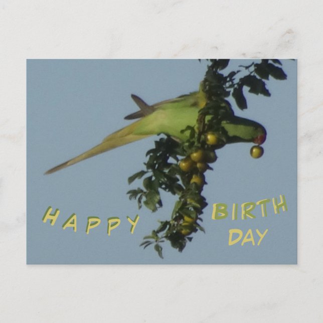 Postale Carte de vœux d'anniversaire avec une Perruche à c (Devant)