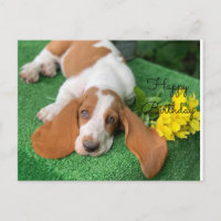 Carte de vœux d'anniversaire basset hound