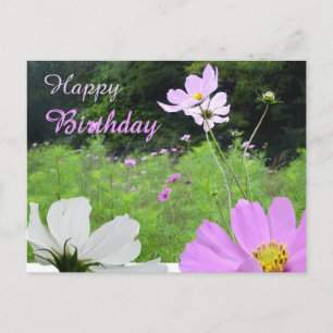 Postale Carte de voeux d'anniversaire Cosmea, champ de fle