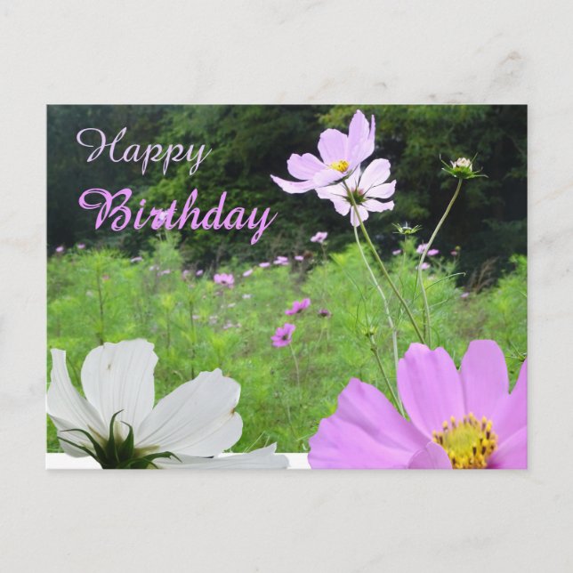 Postale Carte de voeux d'anniversaire Cosmea, champ de fle (Devant)