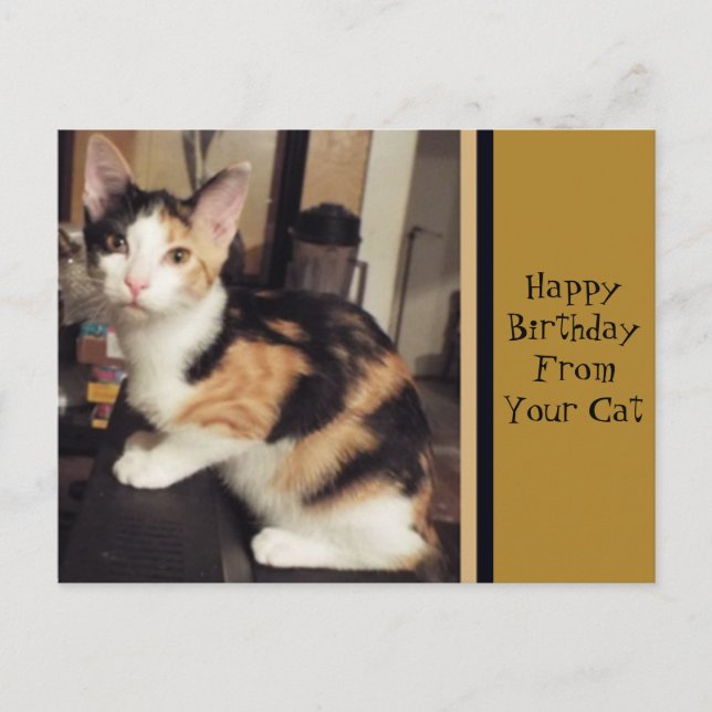 Postale Carte de vœux d'anniversaire de votre chat (Devant)