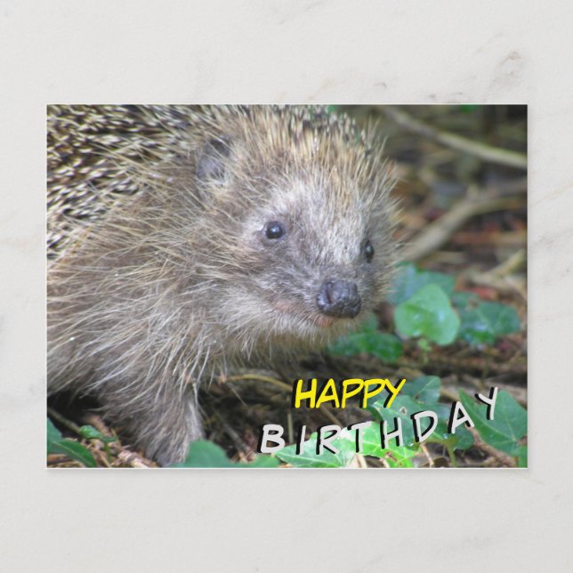 Postale Carte de vœux d'anniversaire Hérisson Mignon (Devant)