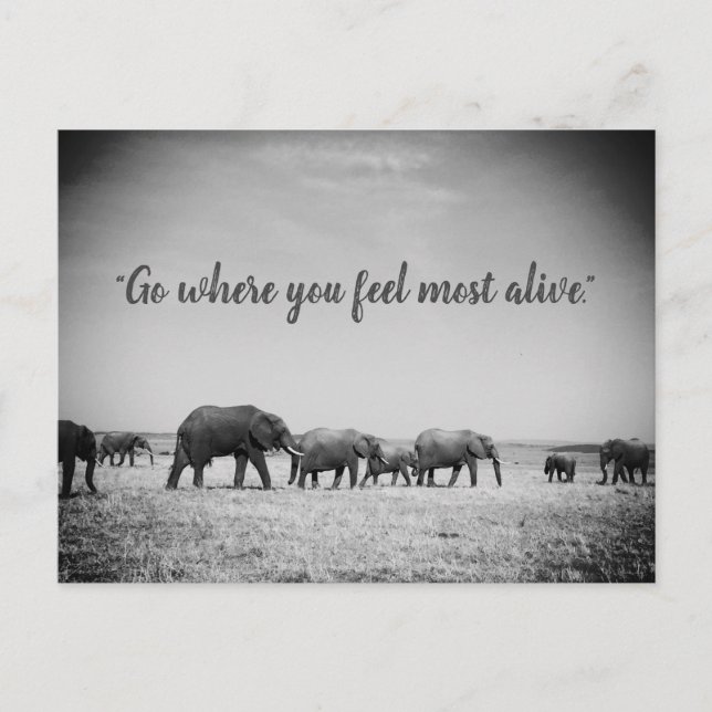 Postale Carte de voeux des générations d'éléphants (Devant)