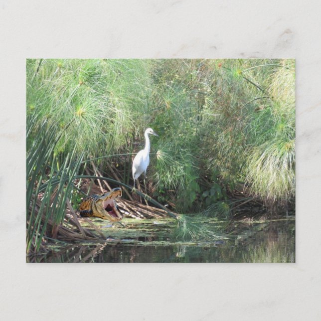 Postale Carte de vœux Egrette neigeuse et faux alligator (Devant)