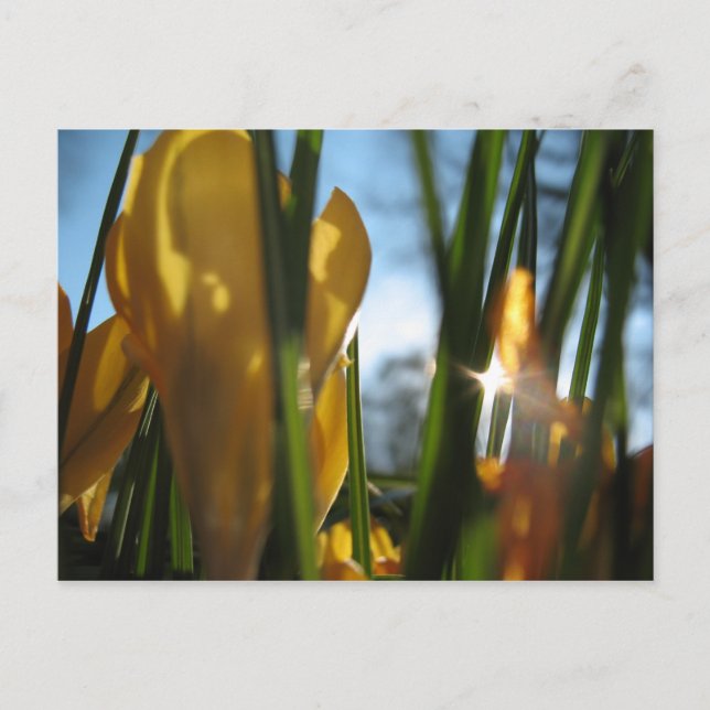 Postale Carte de voeux "Garden Sunset" (Devant)