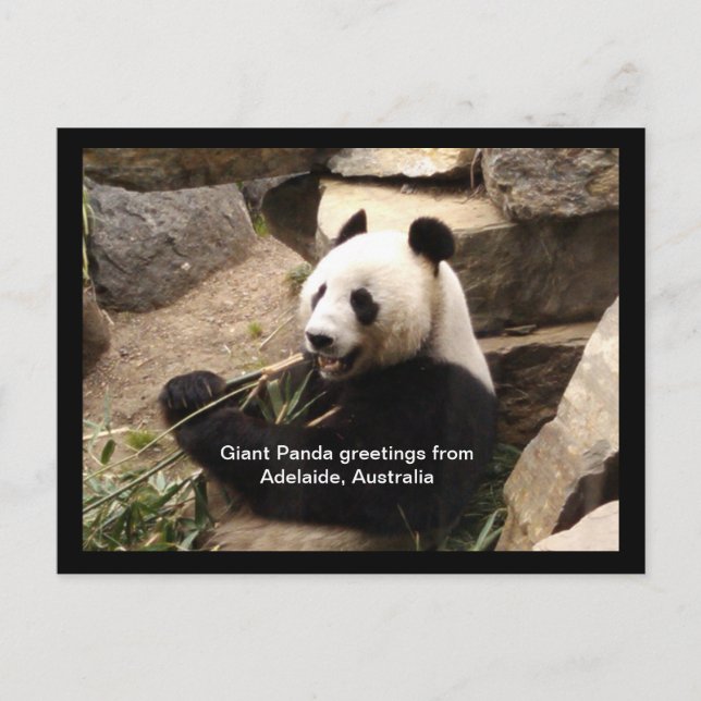 Postale Carte de voeux panda géant (Devant)
