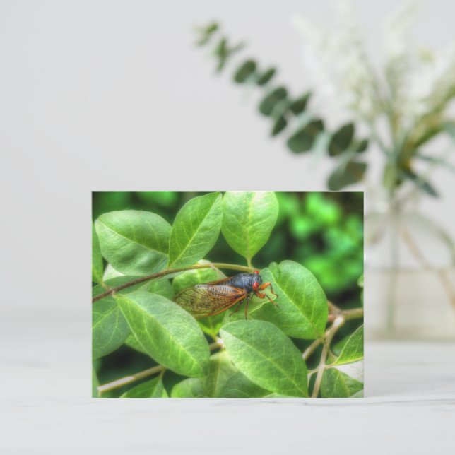 Postale Carte de voeux pliée Red Eyed Cicada (Debout devant)