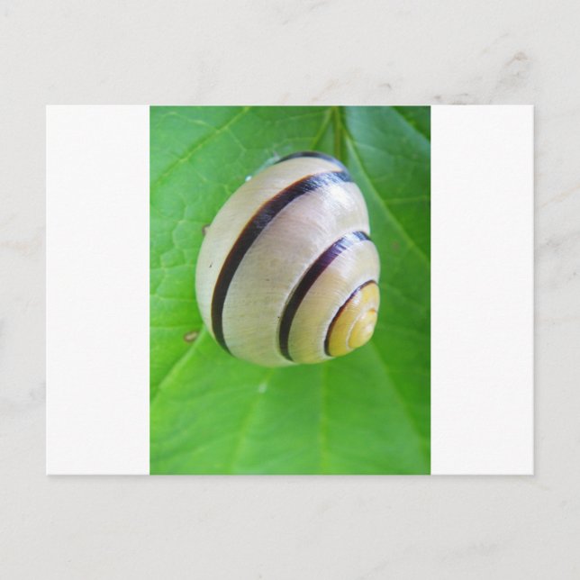 Postale Carte de voeux pour l'escargot brun blanc (Devant)