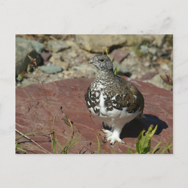 Postale Carte de voeux Ptarmigan à queue blanche (Devant)