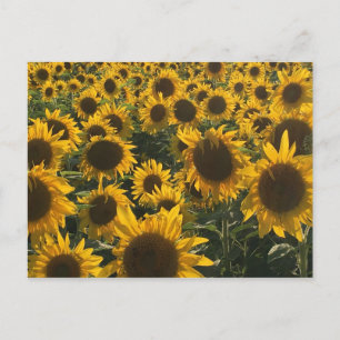 Postale Carte de voeux Sunflower