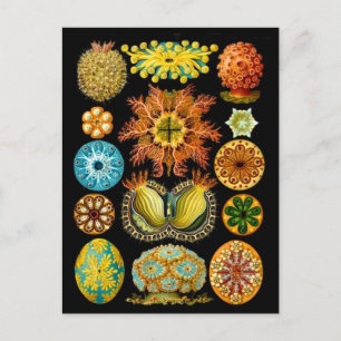 Postale carte des créatures marines