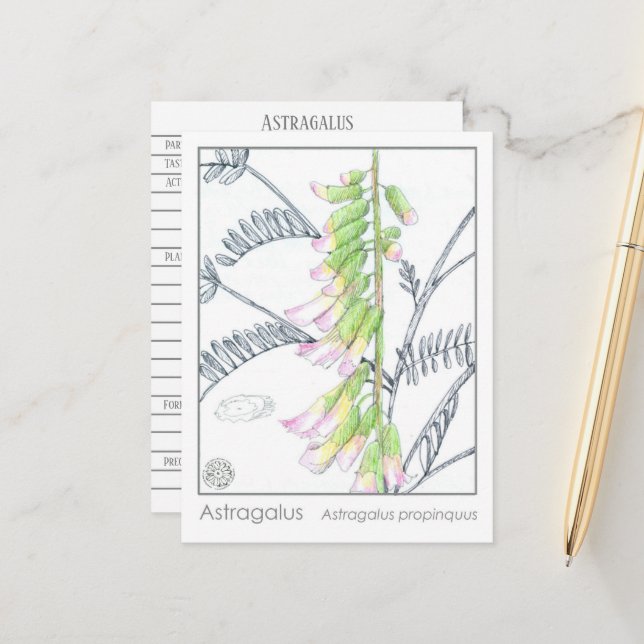 Postale Carte d'étude Herb Materia Medica Plantes Astragal (Devant/Arrière en situation)