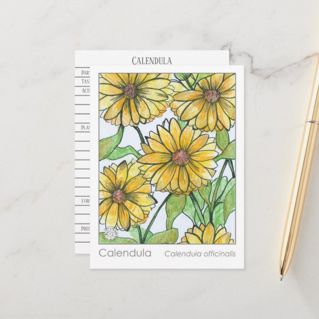 Postale Carte d'étude sur les plantes Calendula Materia Me (Devant/Arrière en situation)