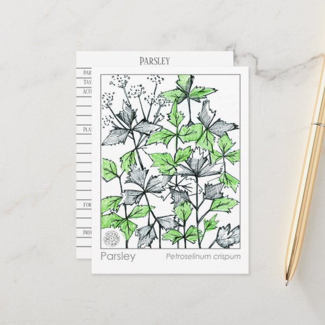Postale Carte d'étude sur les plantes d'épices de persil M (Devant/Arrière en situation)