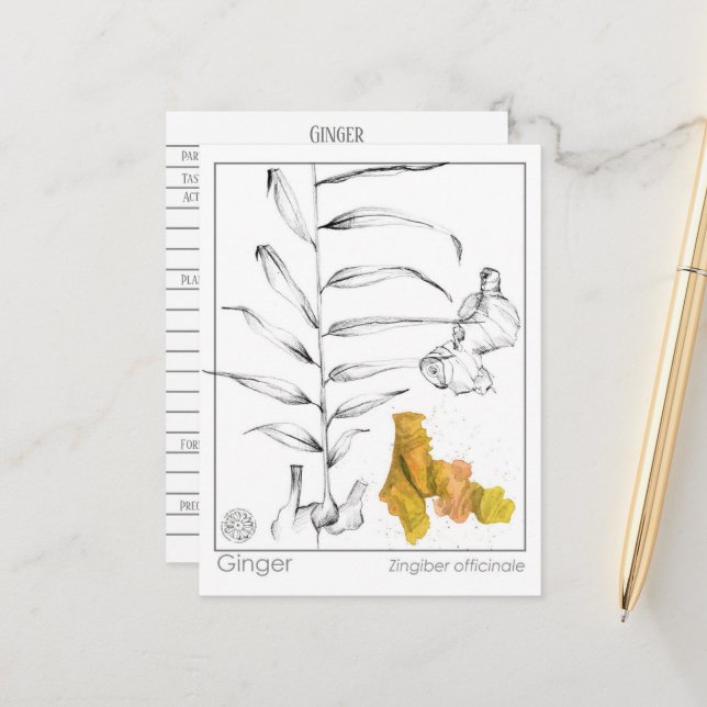 Postale Carte d'étude sur les plantes Ginger Materia Medic (Devant/Arrière en situation)