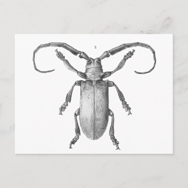Postale Carte d'illustration du scarabée vintage (Devant)
