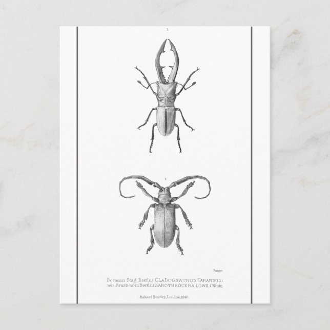 Postale Carte d'illustration du scarabée vintage (Devant)