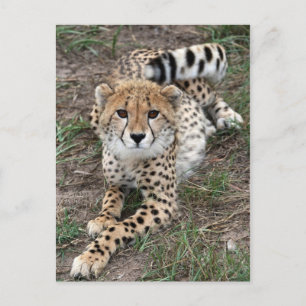 Postale Carte d'information Cheetah