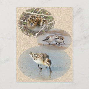 Postale Carte d'information sur le sandpiper à la cuillère