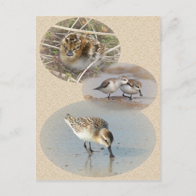 Postale Carte d'information sur le sandpiper à la cuillère (Devant)
