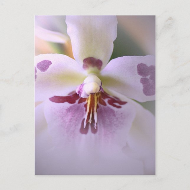 Postale Carte d'orchidée rapprochée (Devant)