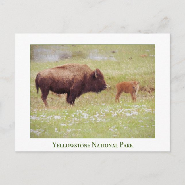 Postale Carte du parc national de Yellowstone avec bison e (Devant)