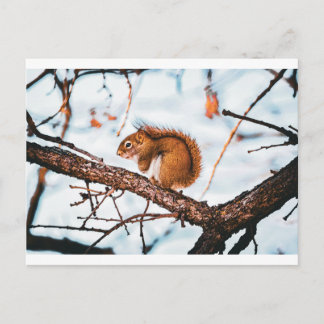 Postale Carte Écureuil roux