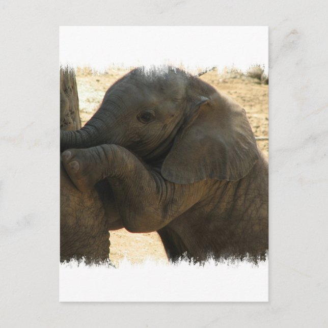 Postale Carte éléphant bébé (Devant)