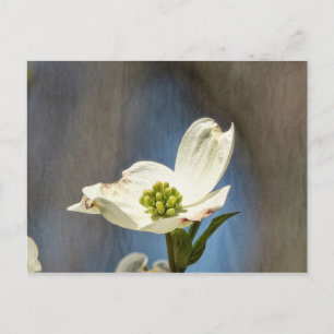 Postale Carte en fleurs de bois de chien blanc