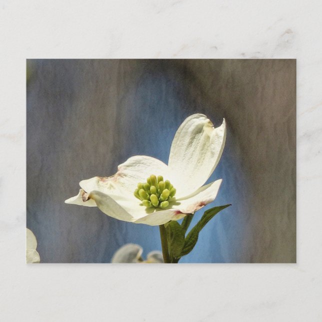 Postale Carte en fleurs de bois de chien blanc (Devant)