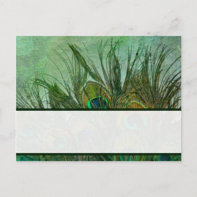 Postale Carte Endroit Écrite Peacock Plumes vertes (Devant)