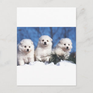 Postale Carte esquimaude américaine de chiot