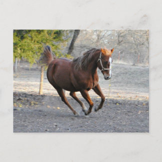 Postale Carte étoile Cheval