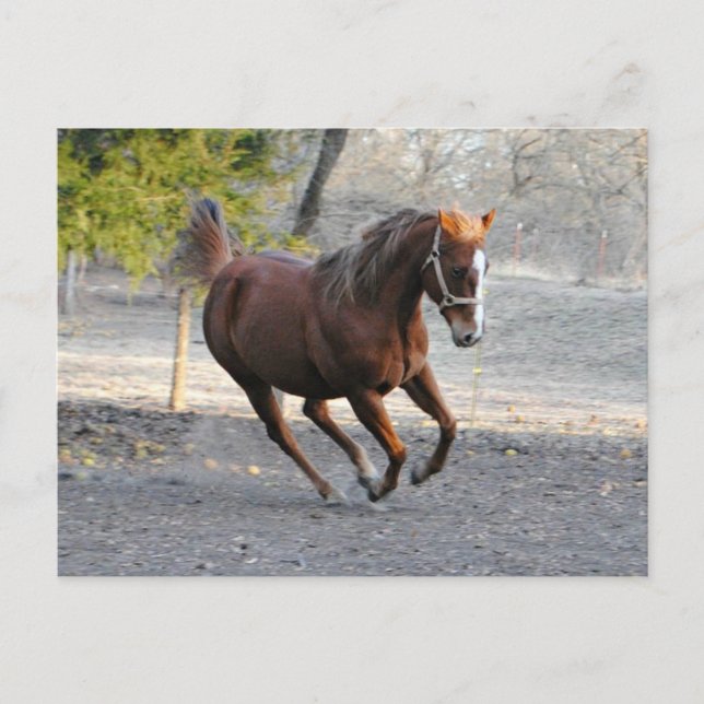 Postale Carte étoile Cheval (Devant)