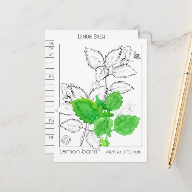 Postale Carte Flash citron Balm Materia Medica Herbal (Devant/Arrière en situation)