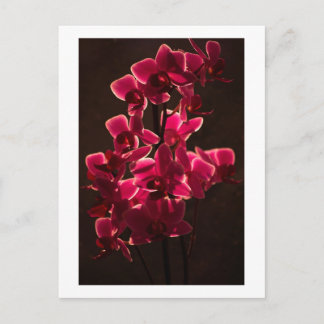 Postale Carte Fleur Orchidée Rouge