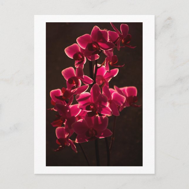 Postale Carte Fleur Orchidée Rouge (Devant)