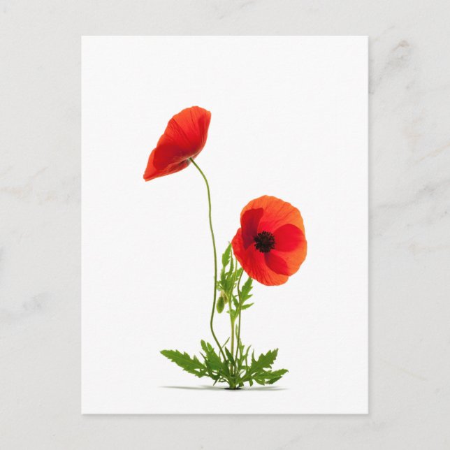 Postale Carte - Fleurs de coquelicots fond blanc (Devant)