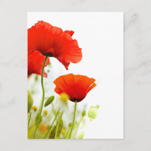 Postale Carte - fleurs de coquelicots fond blanc