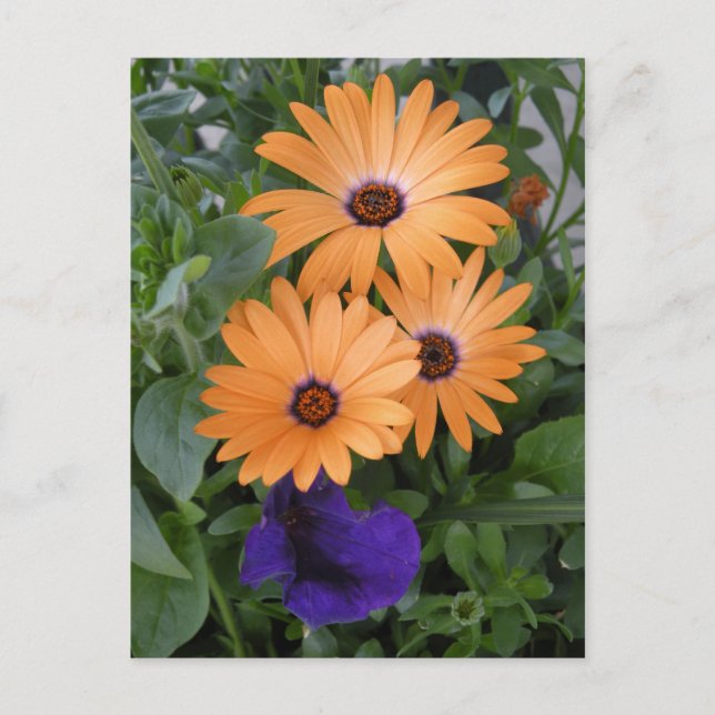 Postale Carte Fleurs de ressort (Devant)