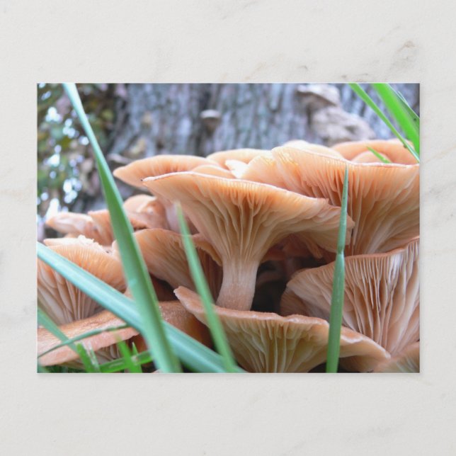 Postale Carte Forêt de champignons (Devant)