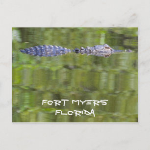 Postale Carte Fort Myers Alligator