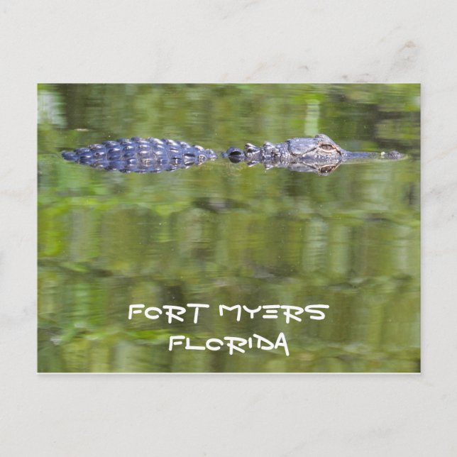 Postale Carte Fort Myers Alligator (Devant)