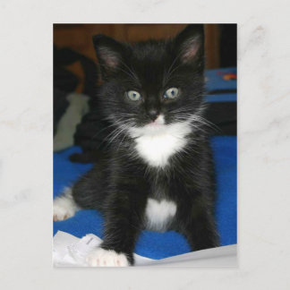 Postale Carte Fuzzy Kitten