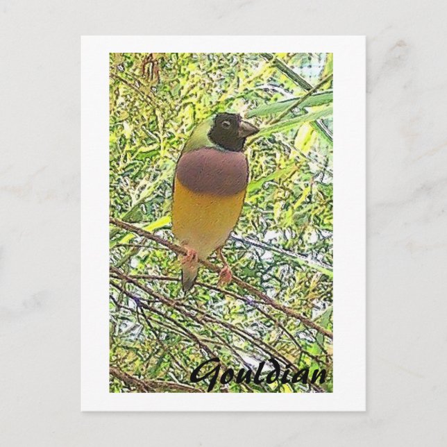 Postale Carte Gouldian (Devant)